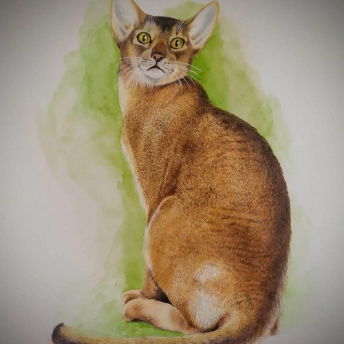 disegnare-gli-animali-massimo-lupato-art-07
